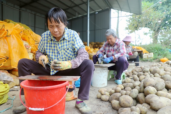 種植戶正在切種。陸錦婷