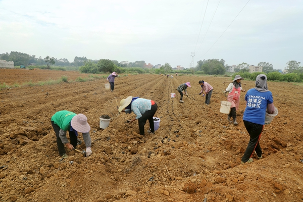 工作人員在田間進(jìn)行擺種蓋土工作。蘇桐攝