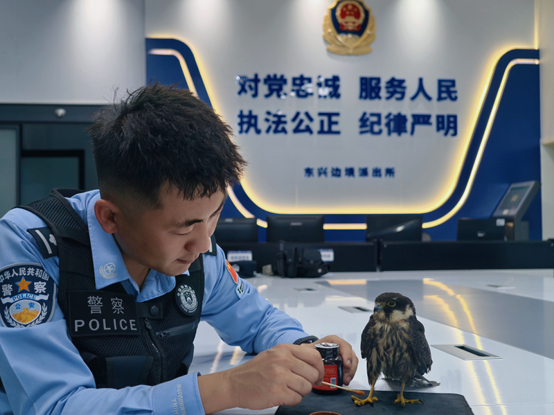 民警對(duì)燕隼的傷口進(jìn)行處理。奚永麗攝