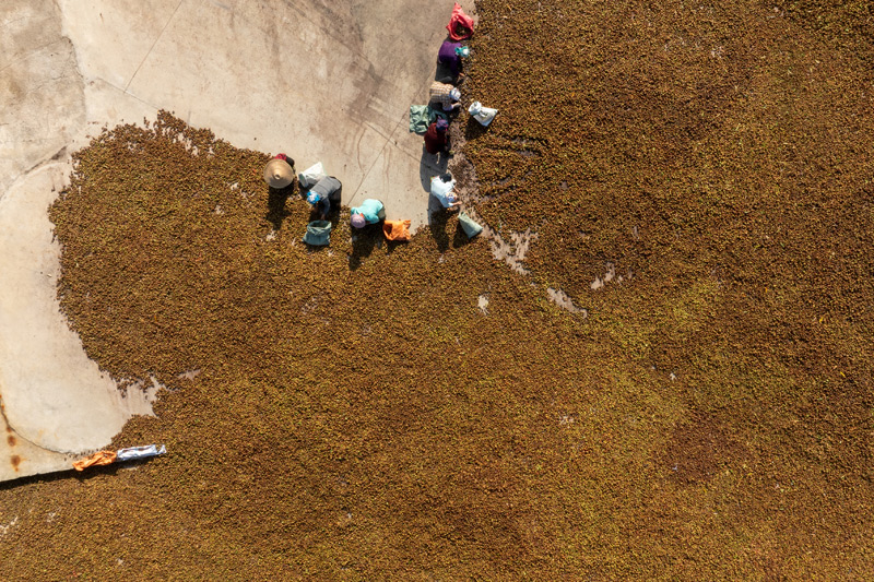 工人們在晾曬油茶果。趙文朝攝
