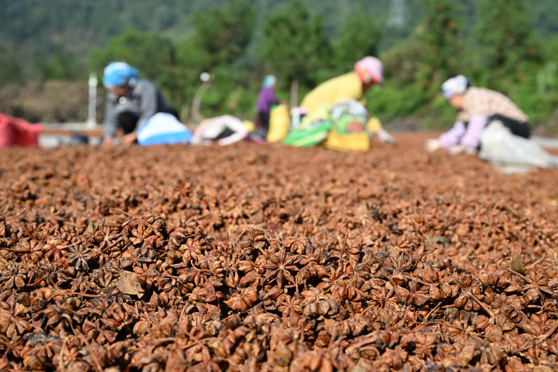 工人們在晾曬八角。黃數(shù)情攝