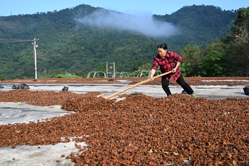 工人在晾曬八角。黃數(shù)情攝
