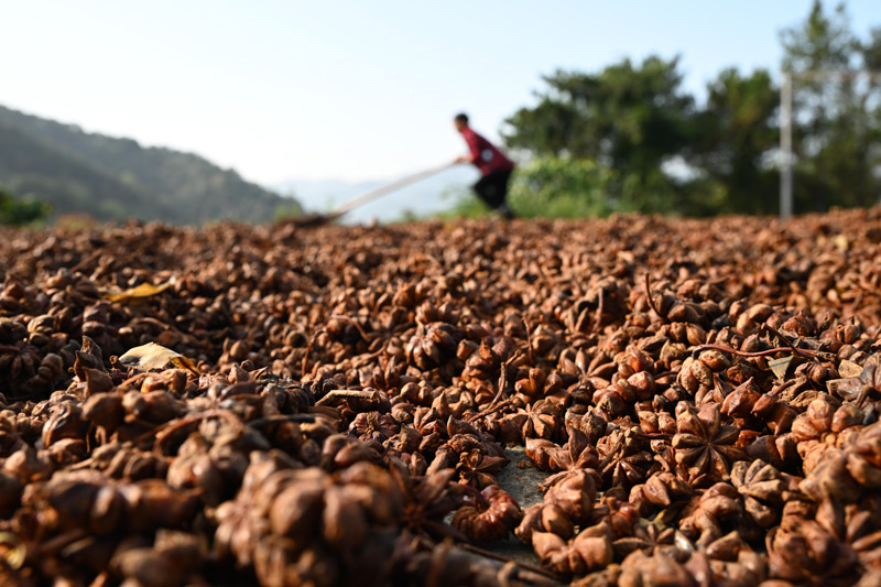 工人在晾曬八角。黃數(shù)情攝