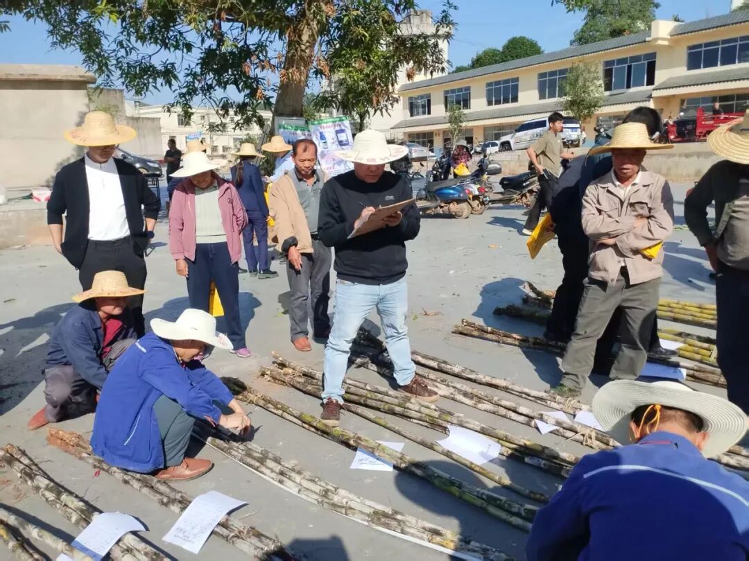 在鄉(xiāng)鎮(zhèn)賽區(qū)，評審員測量甘蔗高度、植株直徑。扶綏縣融媒體中心供圖