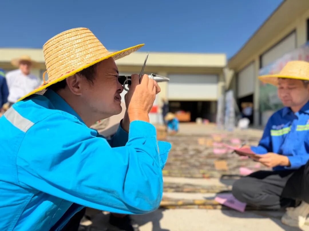 在分賽區(qū)，評審員測量蔗汁錘度。扶綏縣融媒體中心供圖