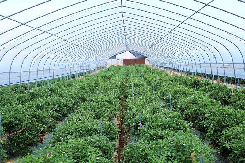 柳江區(qū)穿山鎮(zhèn)竹山村三臺(tái)合作社的辣椒種植基地。