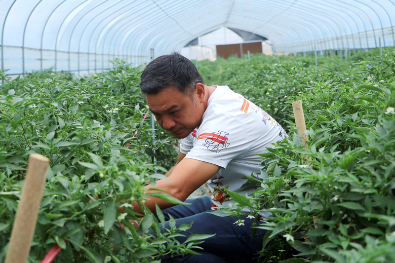 村民采收辣椒。