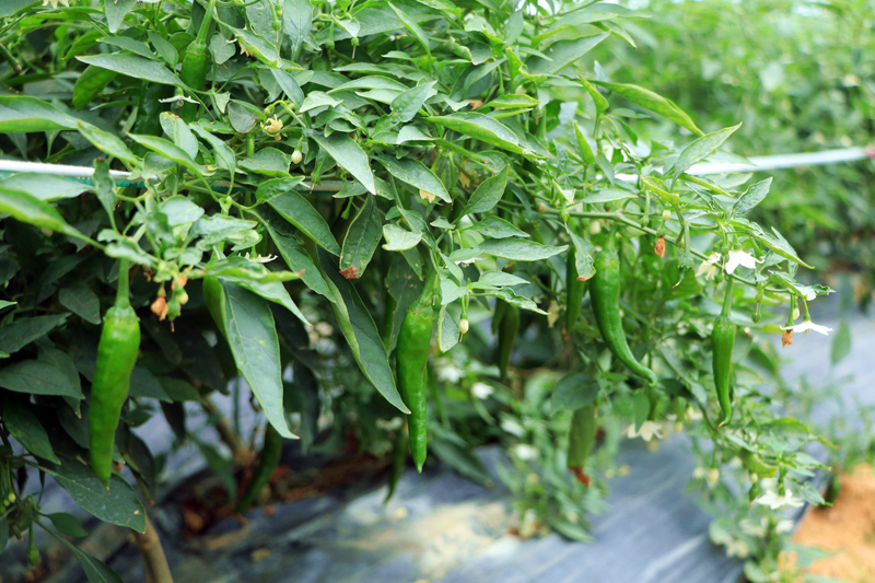 等待采收的辣椒。