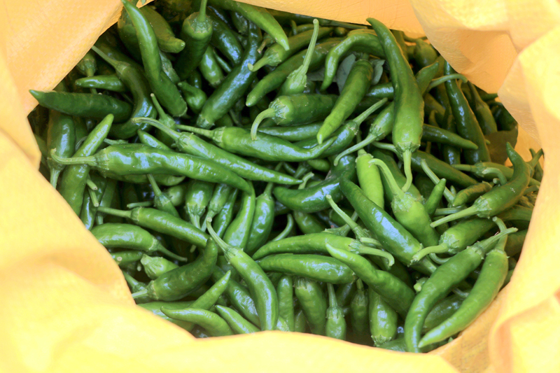 采收的辣椒。