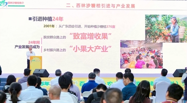 西林沙糖桔推介現(xiàn)場(chǎng)。農(nóng)映連攝