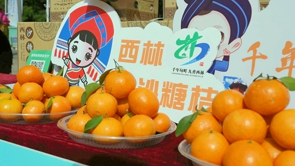 西林縣展位展示的西林金秋沙糖桔。農(nóng)映連攝