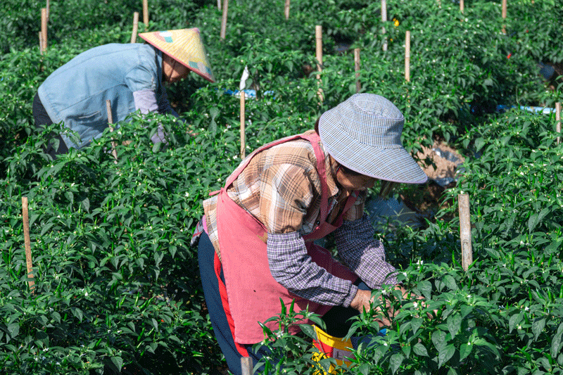 農(nóng)戶在采收辣椒