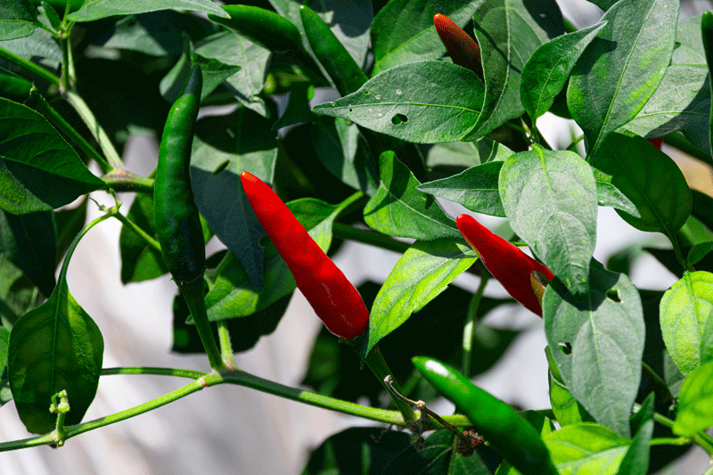 辣椒掛滿枝頭