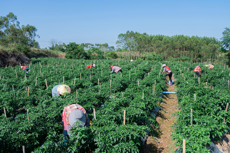 辣椒地里采收忙