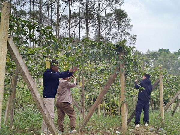 人大代表賦能百香果產(chǎn)業(yè)發(fā)展。