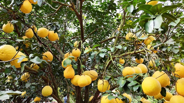 柚子豐收。