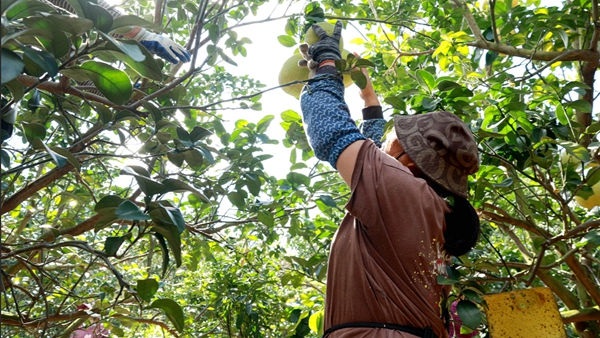 果農(nóng)正在采摘柚子。