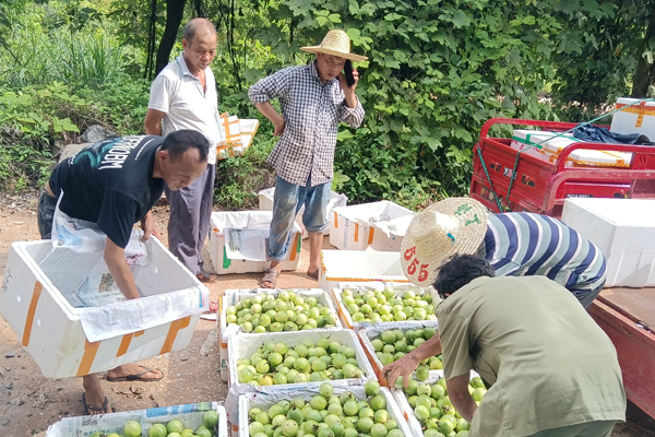 果農(nóng)將百香果送到集中收購(gòu)點(diǎn)分裝。