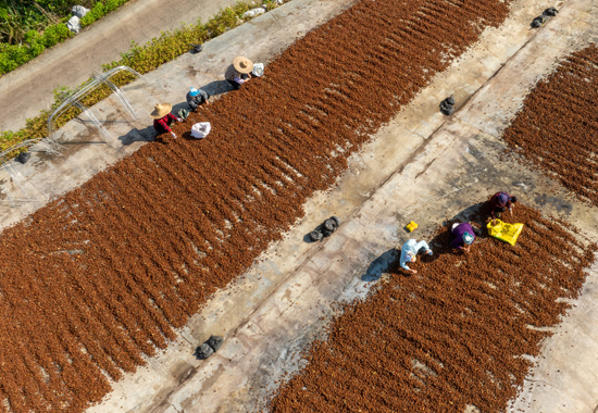 工人們在晾曬八角。黃少鴻攝