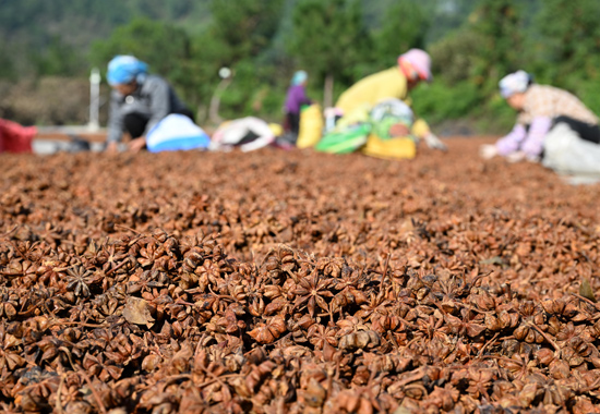 工人們在晾曬八角。黃數(shù)情攝