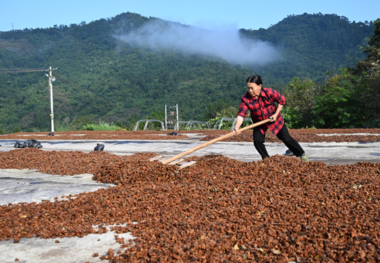 工人們在晾曬八角。黃數(shù)情攝