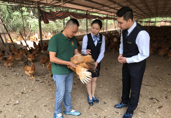 郵儲(chǔ)銀行工作人員與林海生一道查看肉雞生長(zhǎng)狀況。梁東密攝