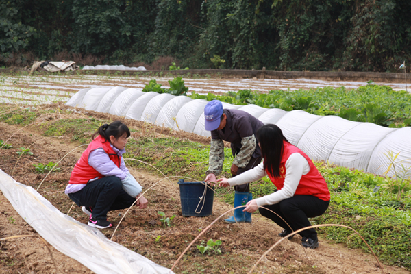 “人才超市”外派專家到田間開展農(nóng)業(yè)技術(shù)指導(dǎo)。