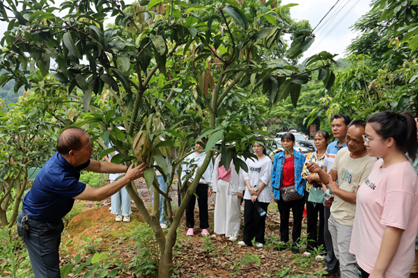 “人才超市”區(qū)級(jí)專家覃紅繼在芒果種植基地為群眾的果樹“把脈問診”。