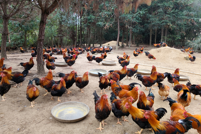 林下雞養(yǎng)殖。