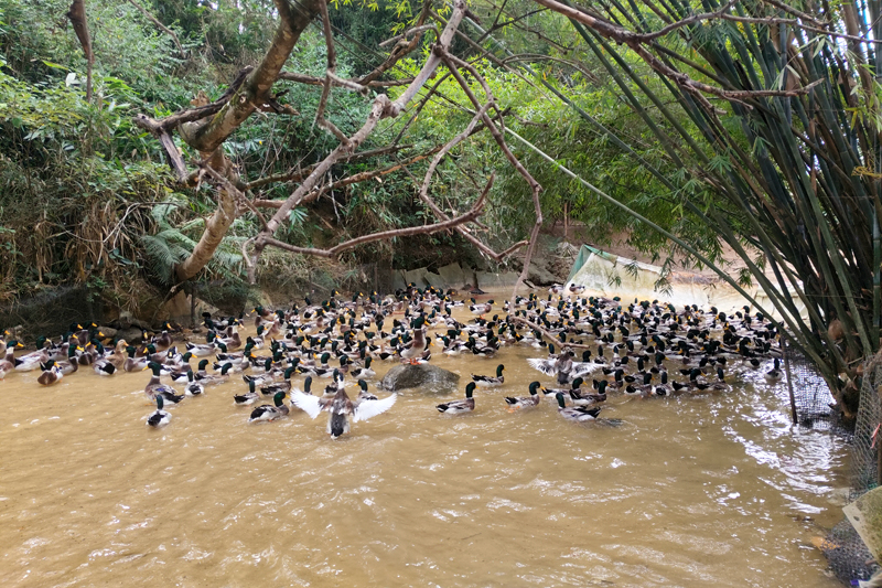清水鴨養(yǎng)殖。