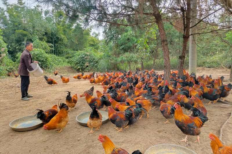 林下雞養(yǎng)殖。