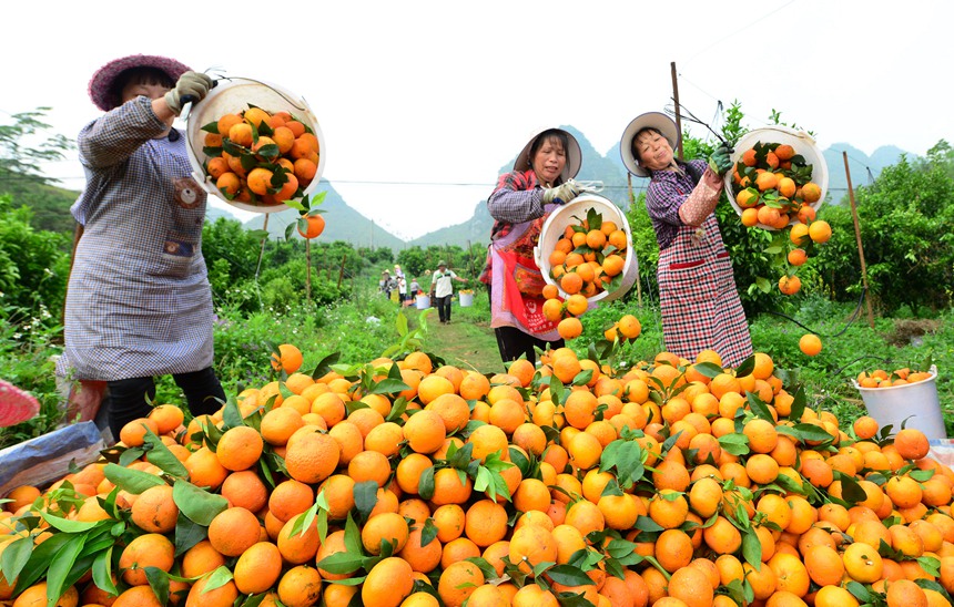 德保臍橙產(chǎn)業(yè)喜獲豐收。農(nóng)天詳攝