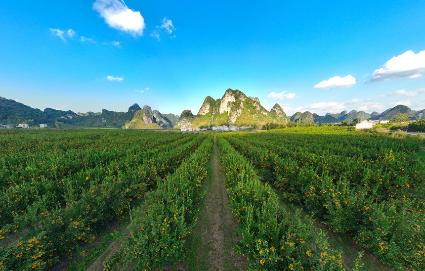 德?？h海升現(xiàn)代化柑橘產(chǎn)業(yè)示范區(qū)。莫超驛攝