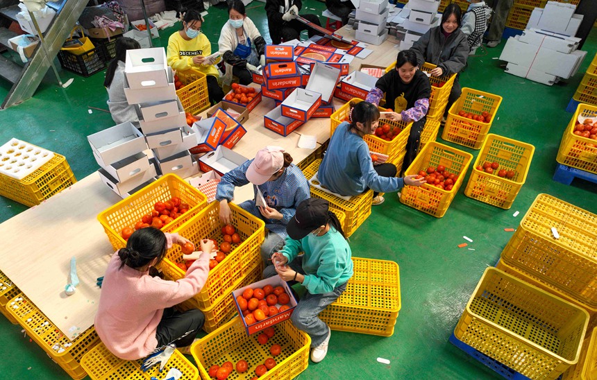 柑橘產(chǎn)業(yè)示范園區(qū)帶動(dòng)周邊群眾就業(yè)。黃靖攝