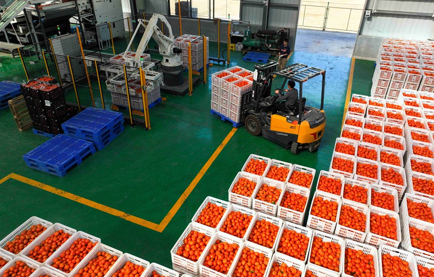 柑橘產(chǎn)業(yè)示范園區(qū)機(jī)械化、智能化包裝生產(chǎn)。黃靖攝