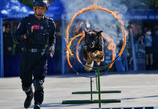 警犬表演。李賦嘉攝