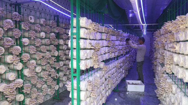 工人在采摘平菇。黎艷慧攝