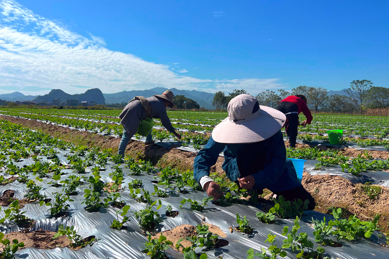 農(nóng)戶正在采摘豆杯。