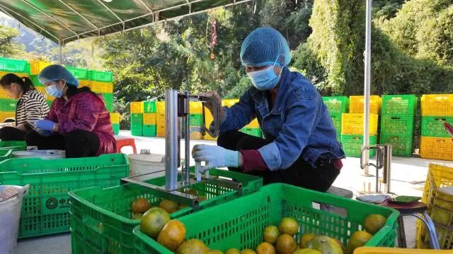 工人們正在對(duì)今年首批采摘的大紅柑進(jìn)行開(kāi)皮。浦北縣委宣傳部供圖