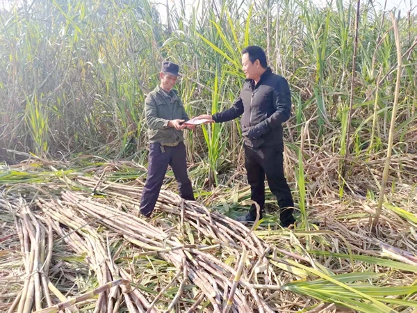 人大代表到甘蔗地里宣發(fā)種植知識(shí)手冊(cè)。