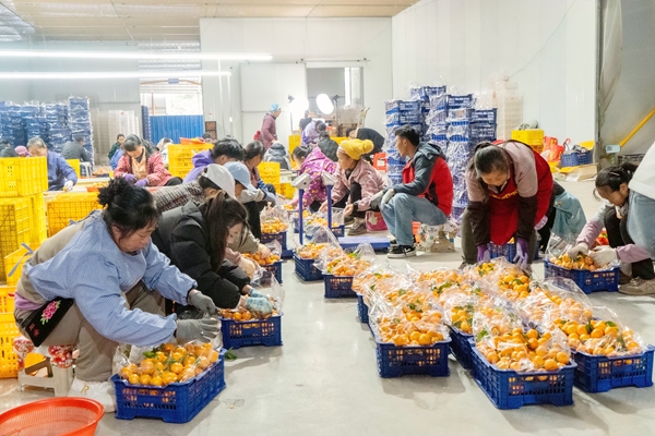 工人忙著打包西林沙糖桔。陸宗林?jǐn)z