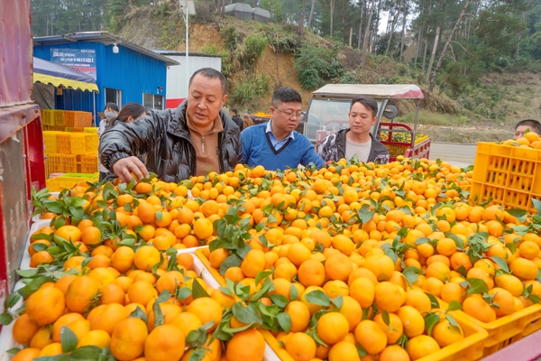 采購(gòu)商現(xiàn)場(chǎng)挑選沙糖桔。陸宗林?jǐn)z