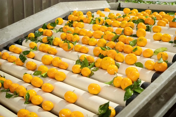 水果自動化分揀線上的西林沙糖桔色澤透亮。陸宗林攝
