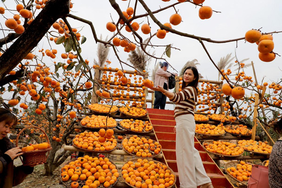 滿園柿子引客來（鄧?yán)傺?攝