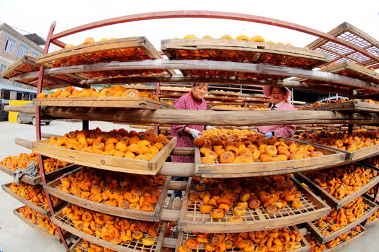 涼曬柿子（鄧?yán)傺?攝）