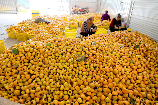 收柿子（鄧?yán)傺?攝）