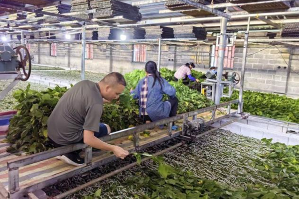 村民正在喂養(yǎng)桑蠶。廣西幼師供圖