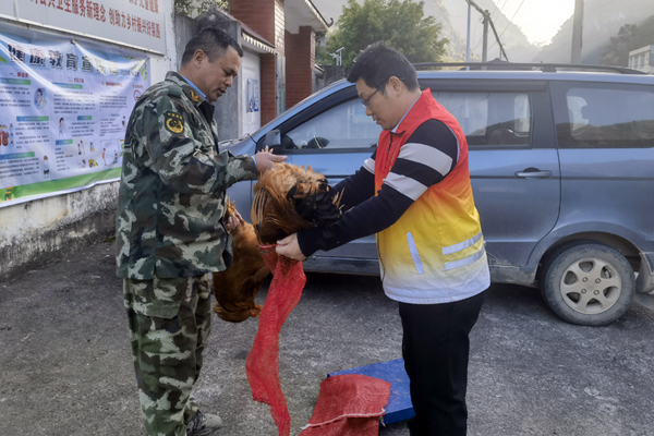 茶密村開展生態(tài)肉雞養(yǎng)殖項目。廣西幼師供圖