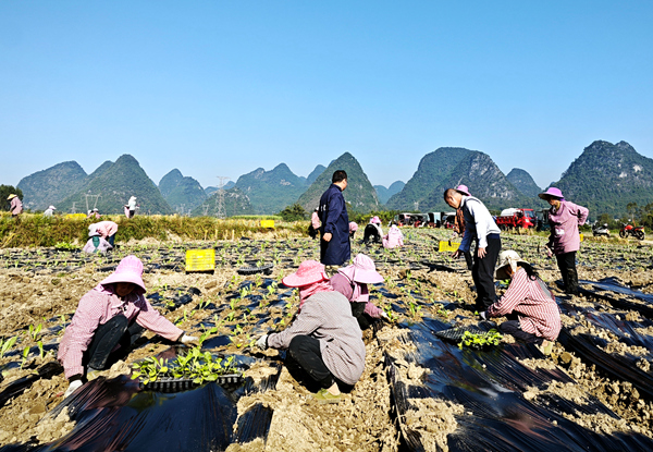 慶遠鎮(zhèn)種植包菜苗。史云月攝