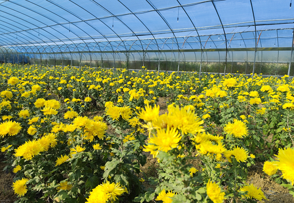 洛東鎮(zhèn)尋田金絲皇菊。林秋妮攝